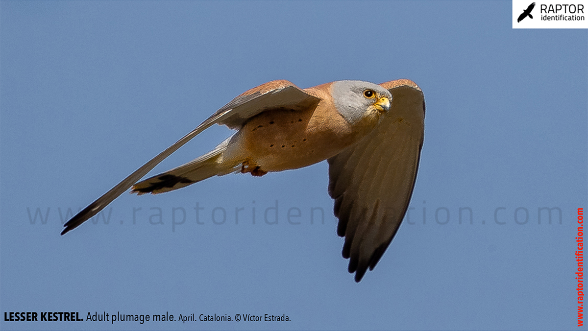 Lesser-Kestrel-male-identification