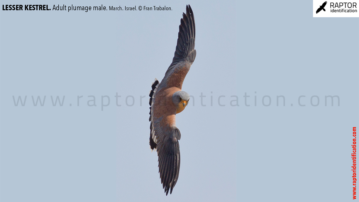 Lesser-Kestrel-male-identification