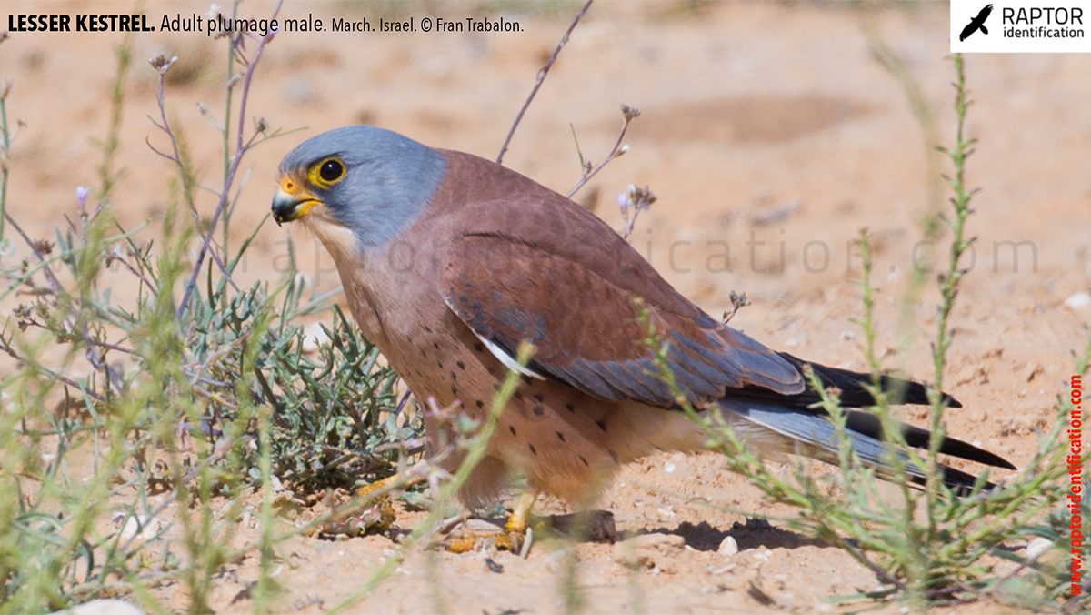 Lesser-Kestrel-male-identification