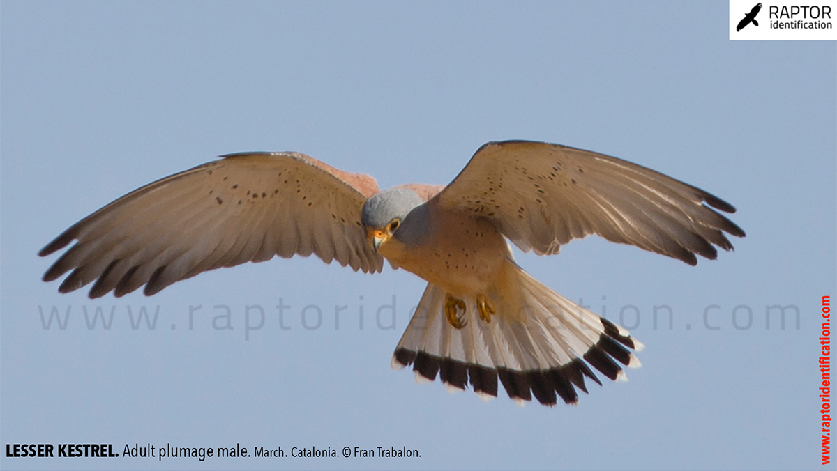 Lesser-Kestrel-male-identification