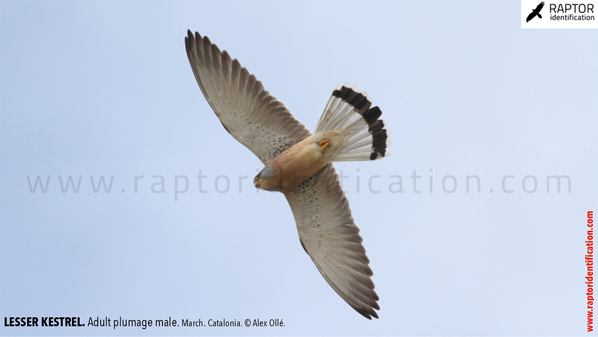 Lesser-Kestrel-male-identification