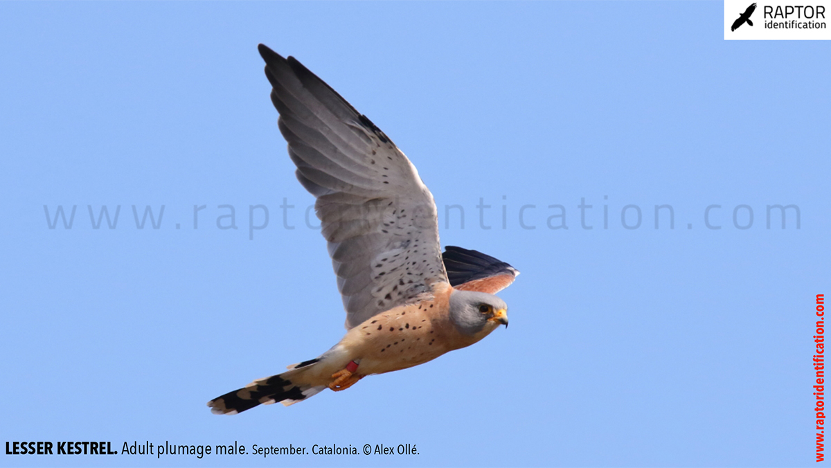 Lesser-Kestrel-male-identification