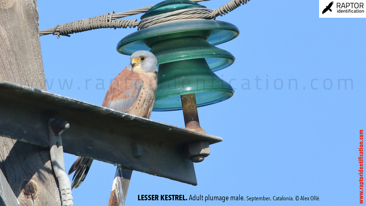 Lesser-Kestrel-male-identification