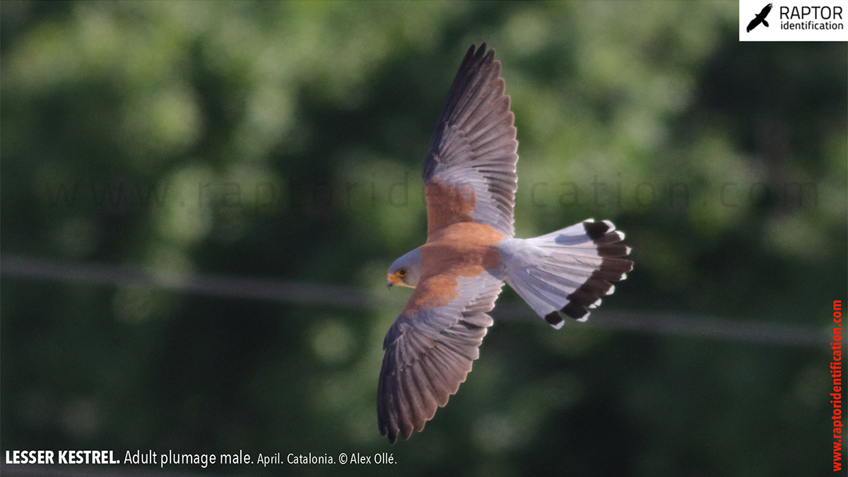 Lesser-Kestrel-male-identification