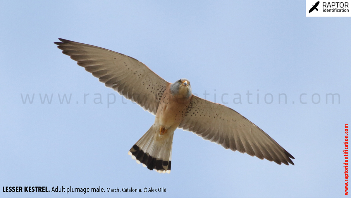 Lesser-Kestrel-male-identification