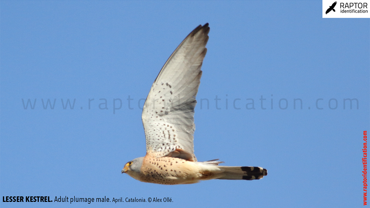 Lesser-Kestrel-male-identification