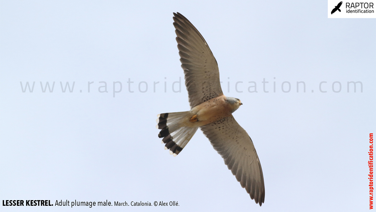 Lesser-Kestrel-male-identification