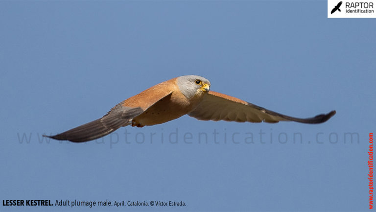 Lesser Kestrel – Raptor Identification – The complete raptors guide