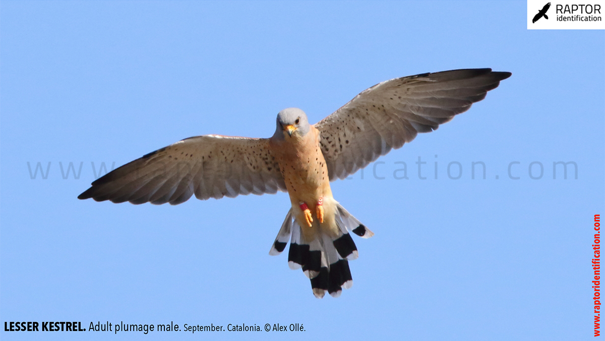 Lesser-Kestrel-male-identification