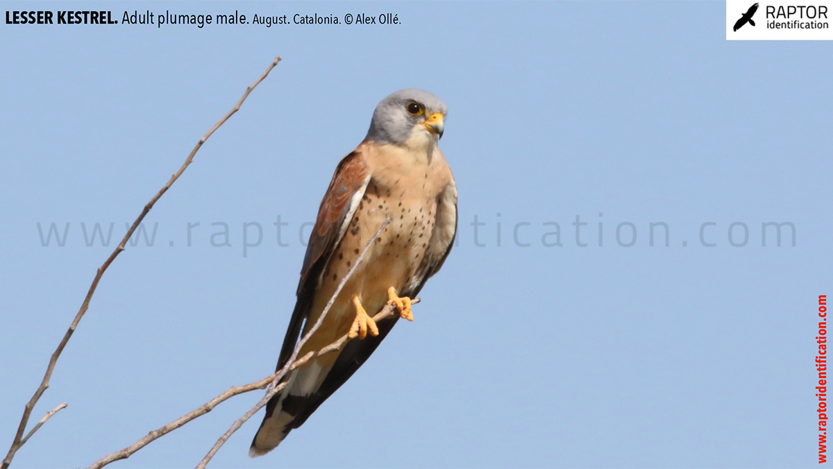 Lesser-Kestrel-male-identification