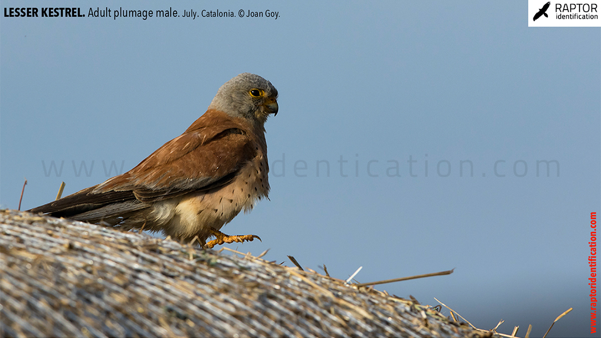 Lesser-Kestrel-male-identification