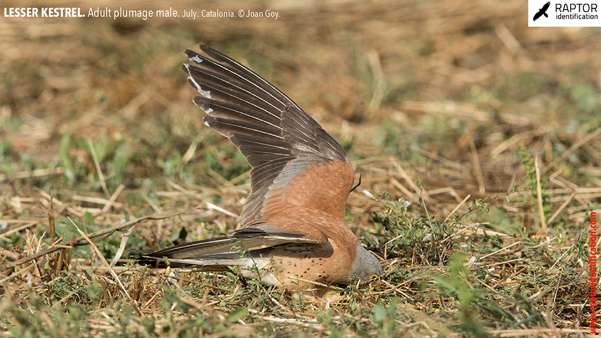 Lesser-Kestrel-male-identification