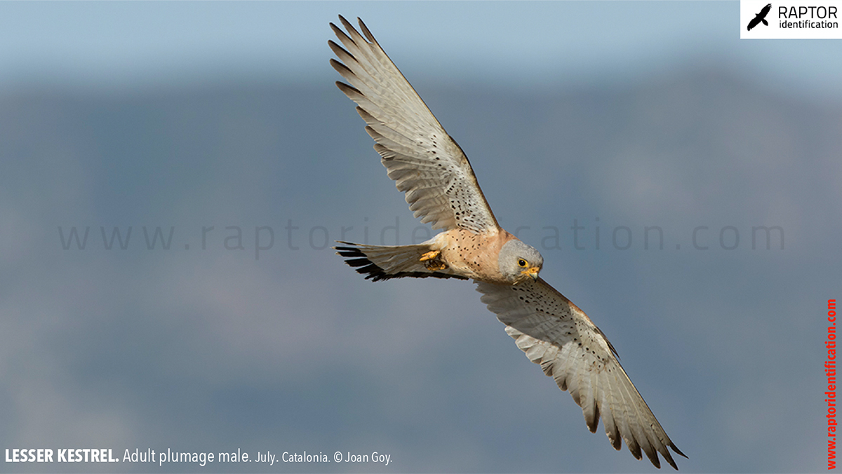 Lesser-Kestrel-male-identification