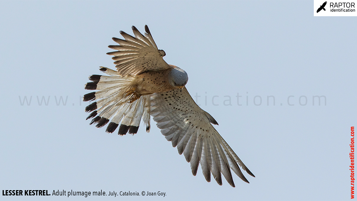 Lesser-Kestrel-male-identification