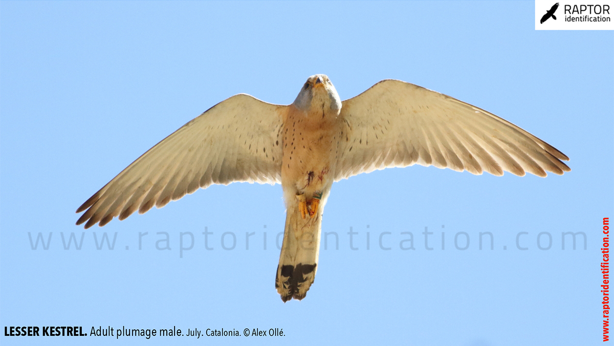 Lesser-Kestrel-male-identification