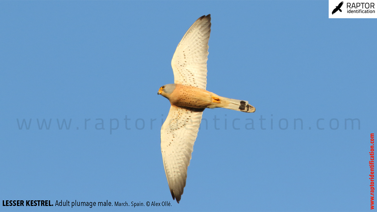 Lesser-Kestrel-male-identification