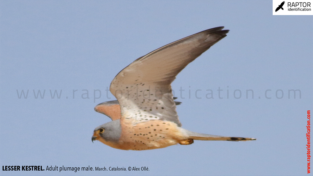 Lesser-Kestrel-male-identification