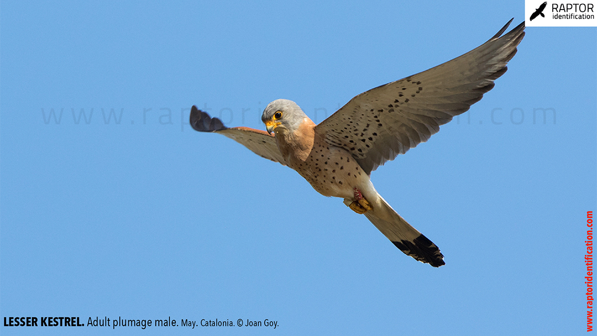 Lesser-Kestrel-male-identification