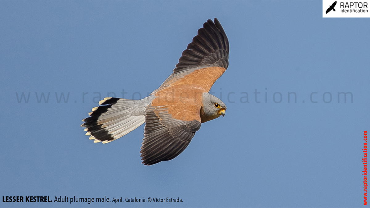 Lesser-Kestrel-male-identification