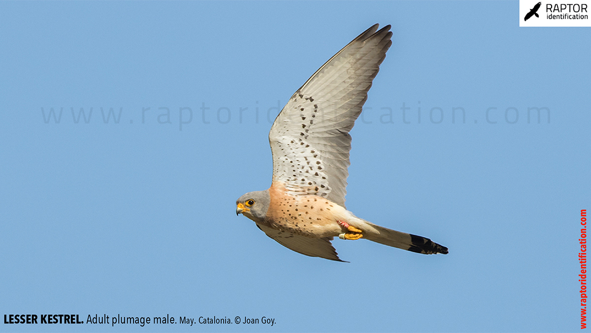 Lesser-Kestrel-male-identification