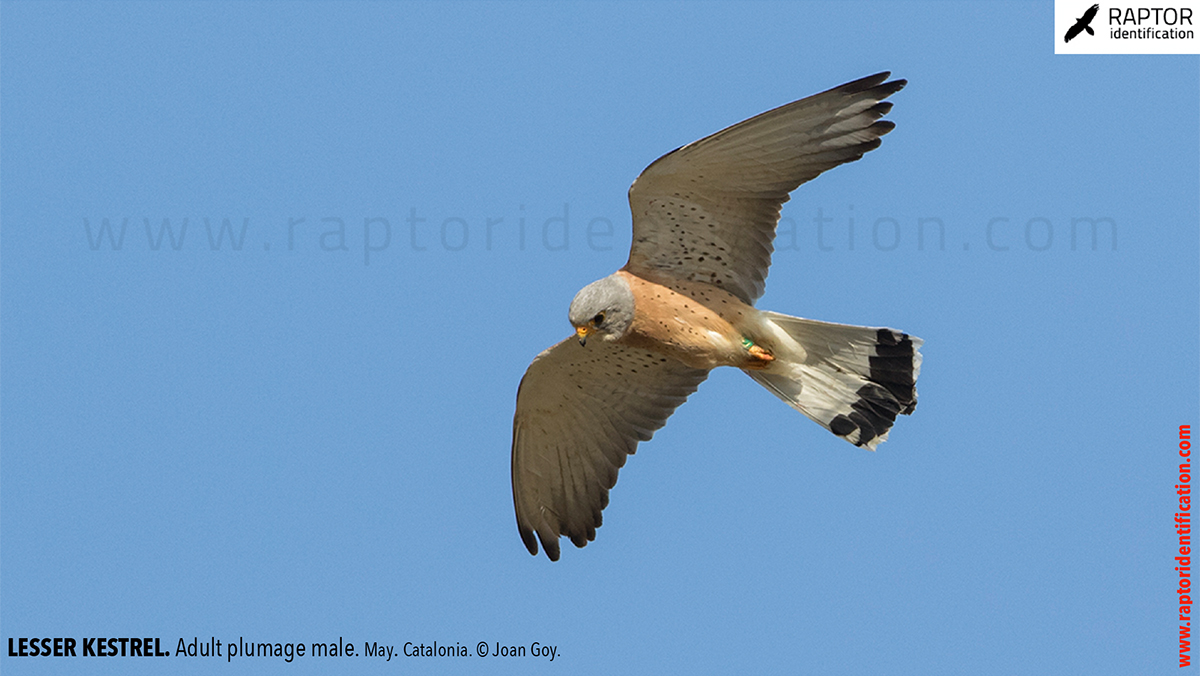 Lesser-Kestrel-male-identification