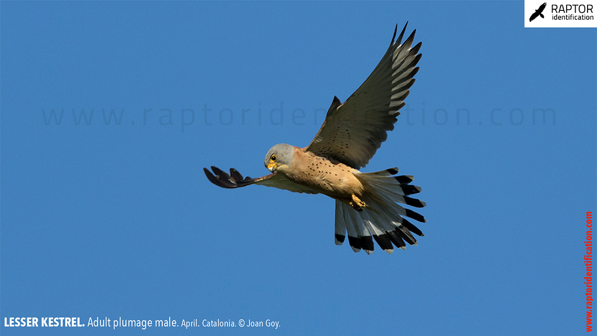 Lesser-Kestrel-male-identification