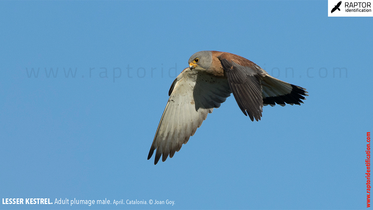 Lesser-Kestrel-male-identification