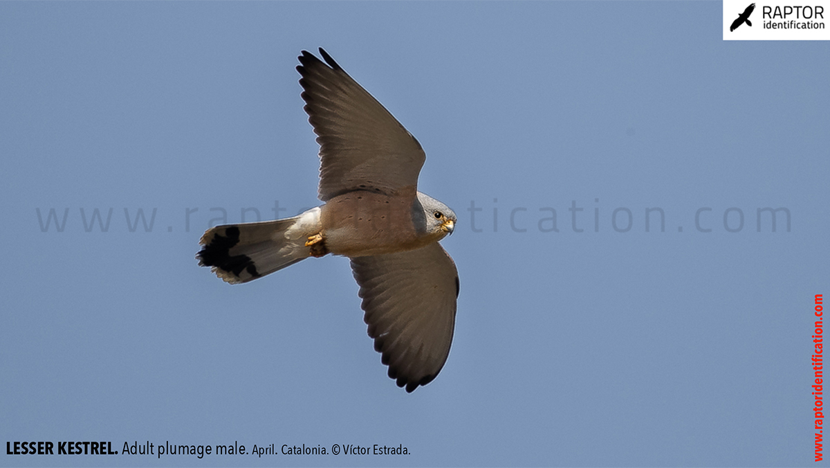 Lesser-Kestrel-male-identification