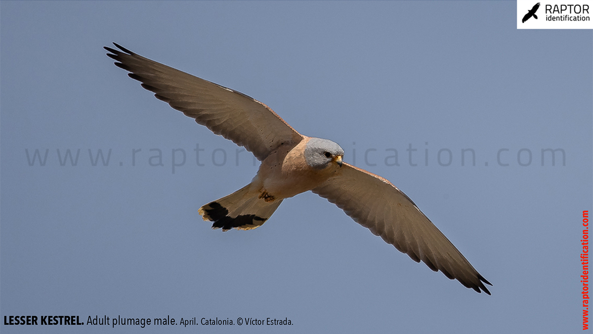 Lesser-Kestrel-male-identification