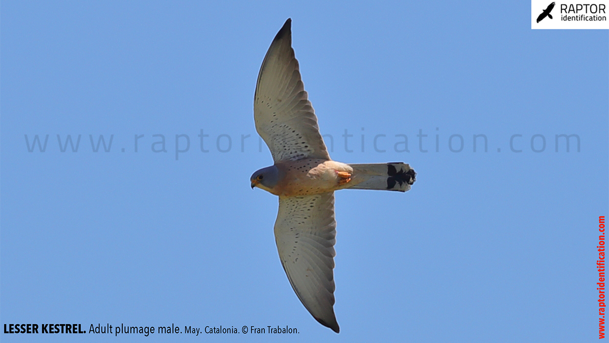 Lesser-Kestrel-male-identification