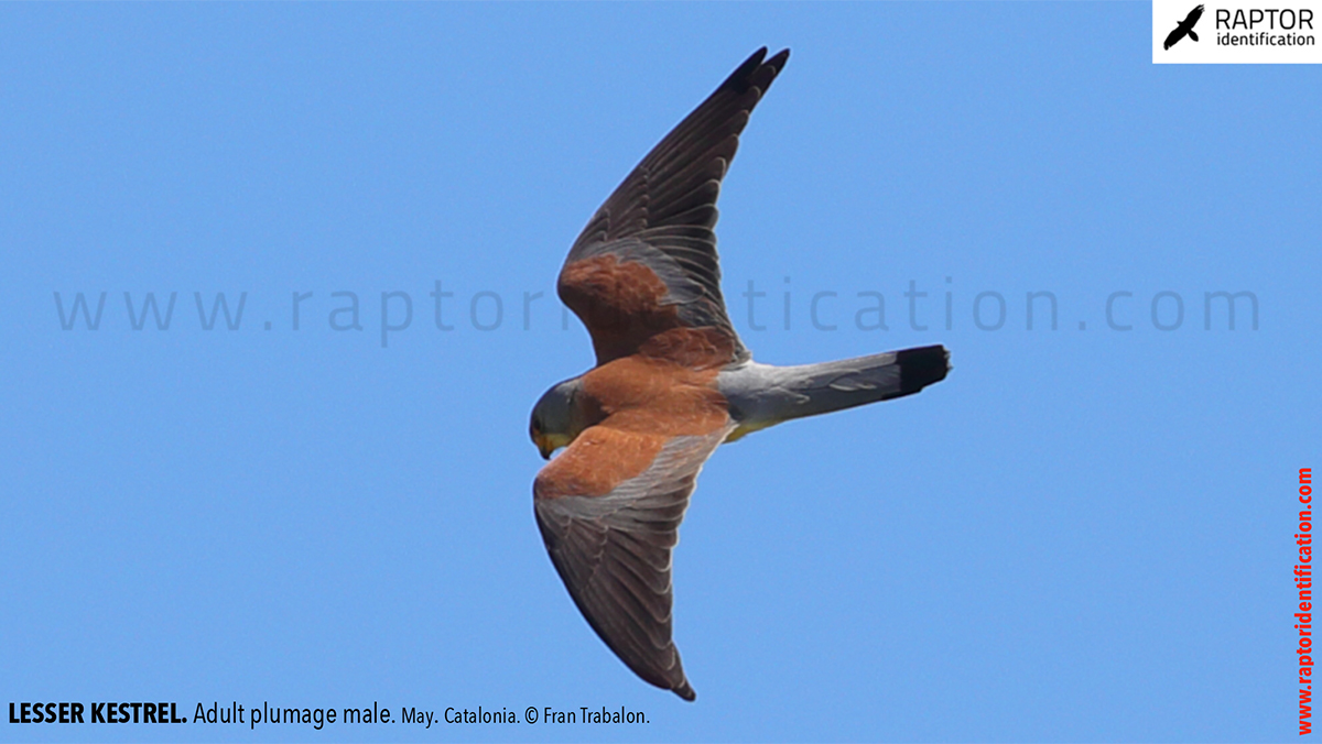 Lesser-Kestrel-male-identification