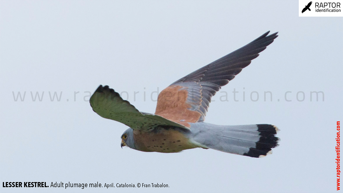 Lesser-Kestrel-male-identification