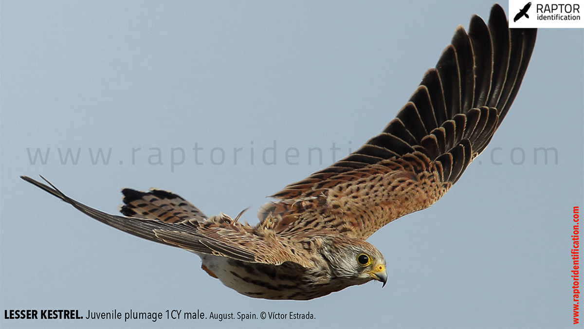 Lesser-Kestrel-Juvenile-plumage-identification