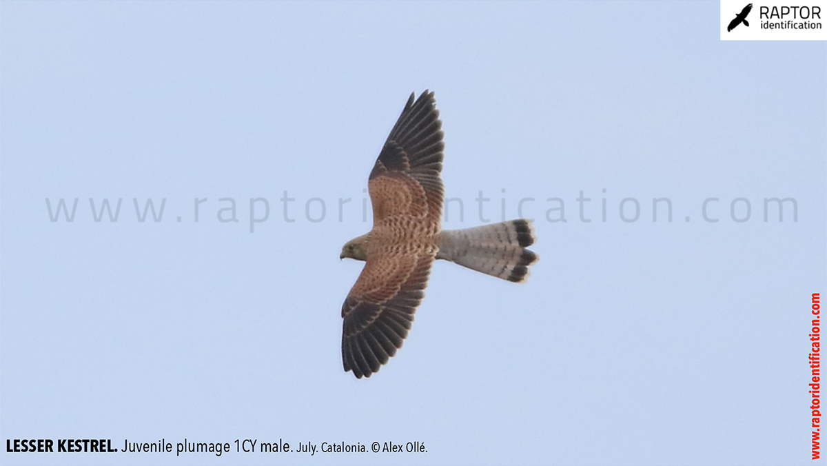 Lesser-Kestrel-Juvenile-plumage-identification