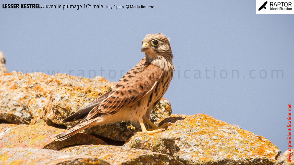 Lesser-Kestrel-Juvenile-plumage-identification