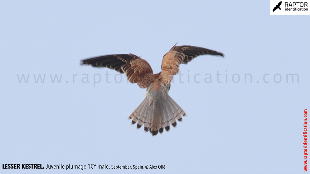 Lesser-Kestrel-Juvenile-plumage-identification