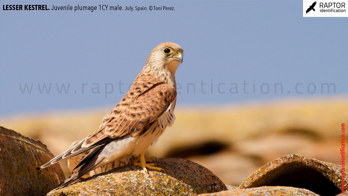 Lesser-Kestrel-Juvenile-plumage-identification