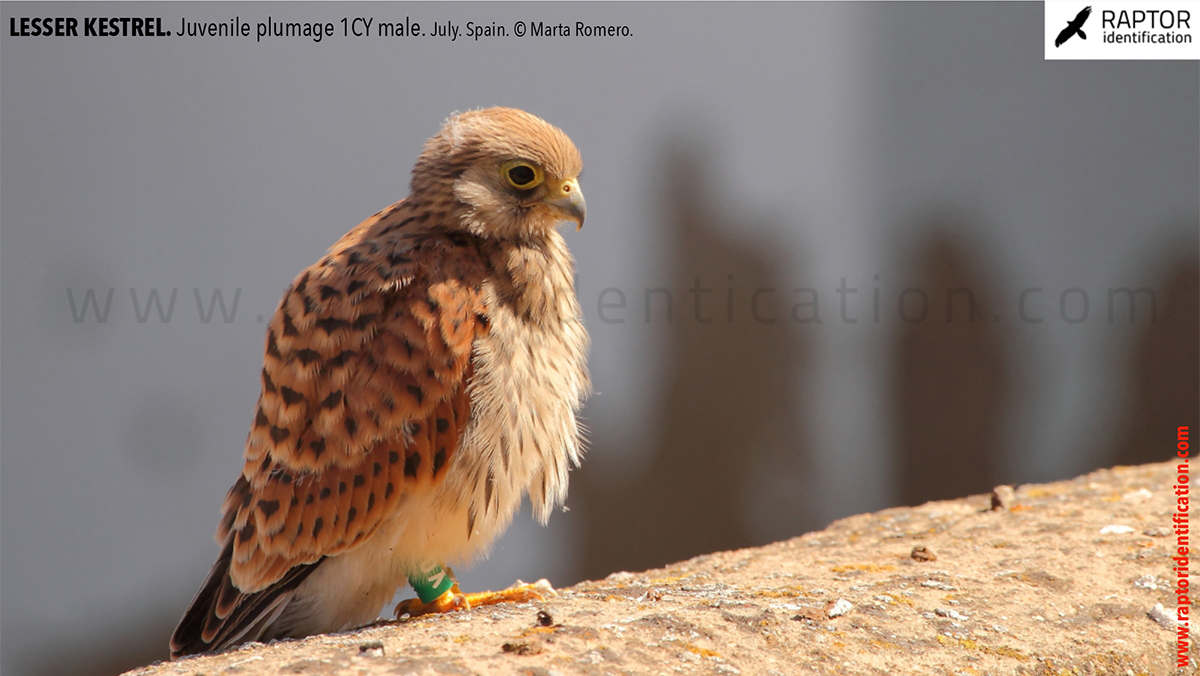 Lesser-Kestrel-Juvenile-plumage-identification