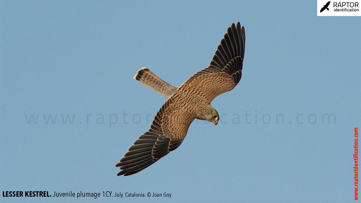 Lesser-Kestrel-Juvenile-plumage-identification