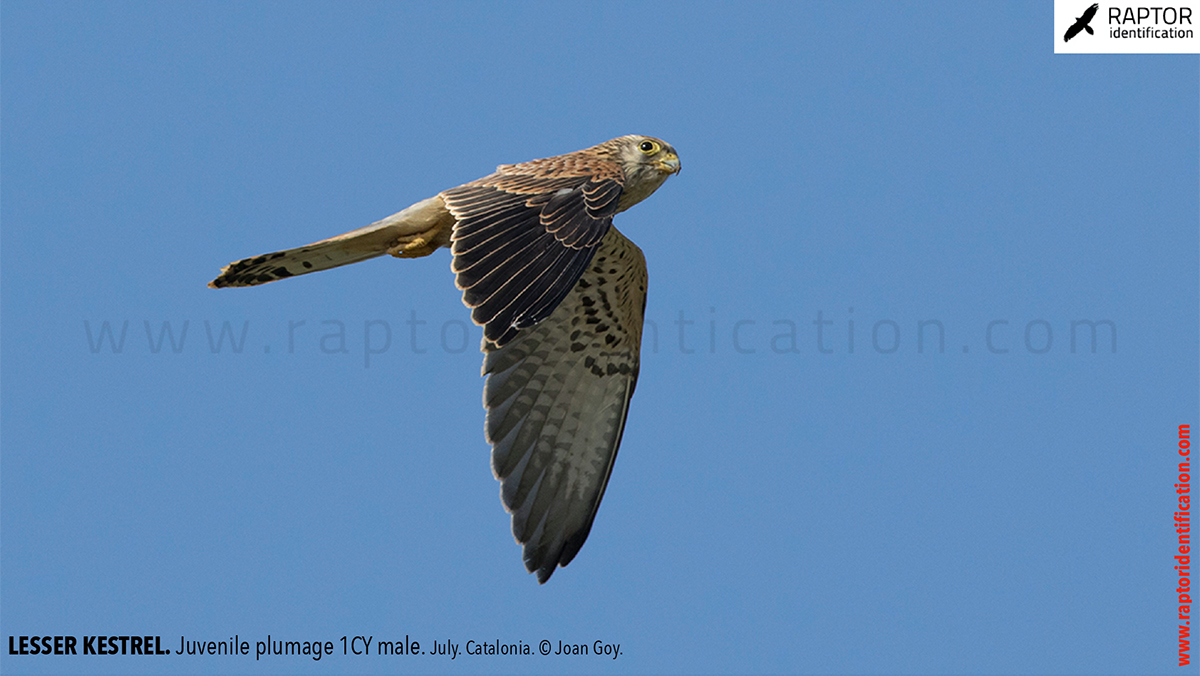 Lesser-Kestrel-Juvenile-plumage-identification