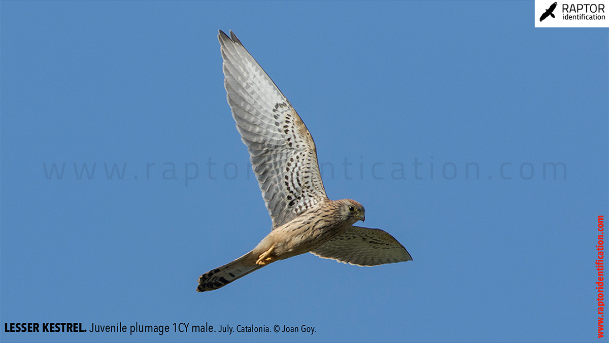 Lesser-Kestrel-Juvenile-plumage-identification