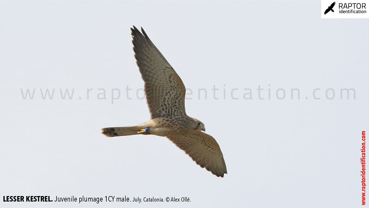 Lesser-Kestrel-Juvenile-plumage-identification