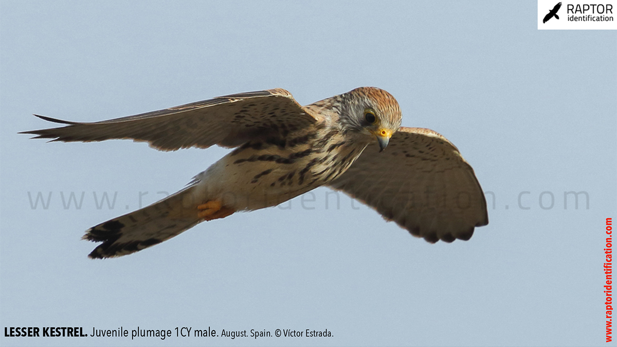 Lesser-Kestrel-Juvenile-plumage-identification