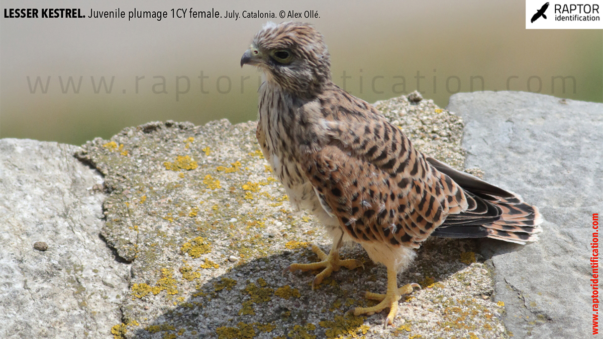 Lesser-Kestrel-Juvenile-plumage-identification