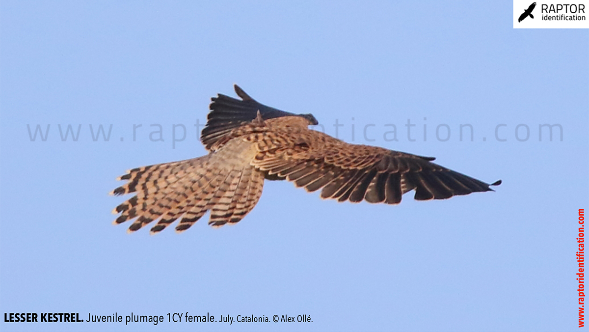 Lesser-Kestrel-Juvenile-plumage-identification