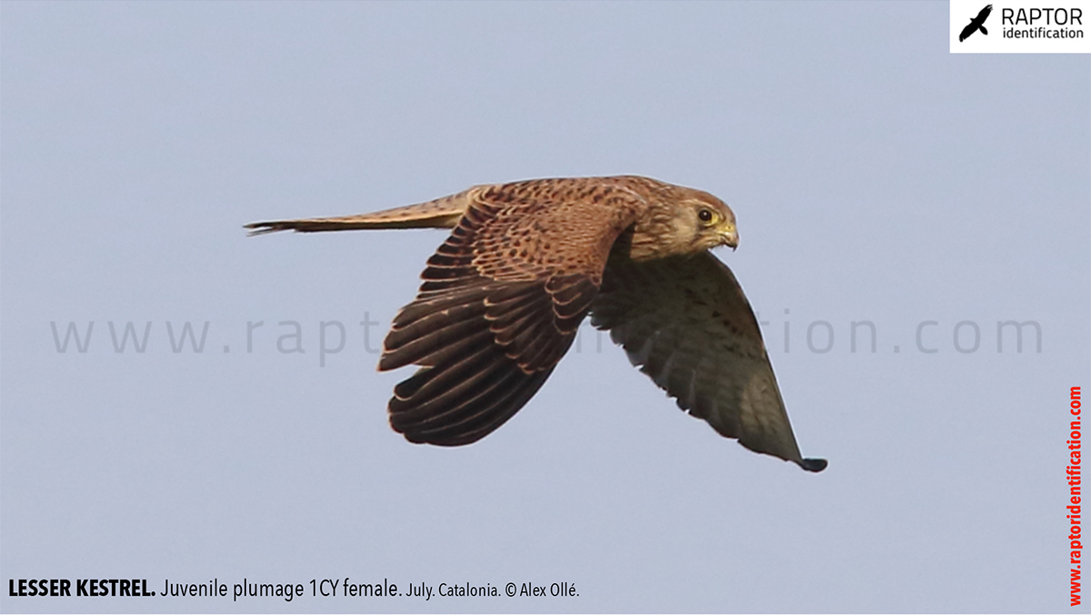 Lesser-Kestrel-Juvenile-plumage-identification