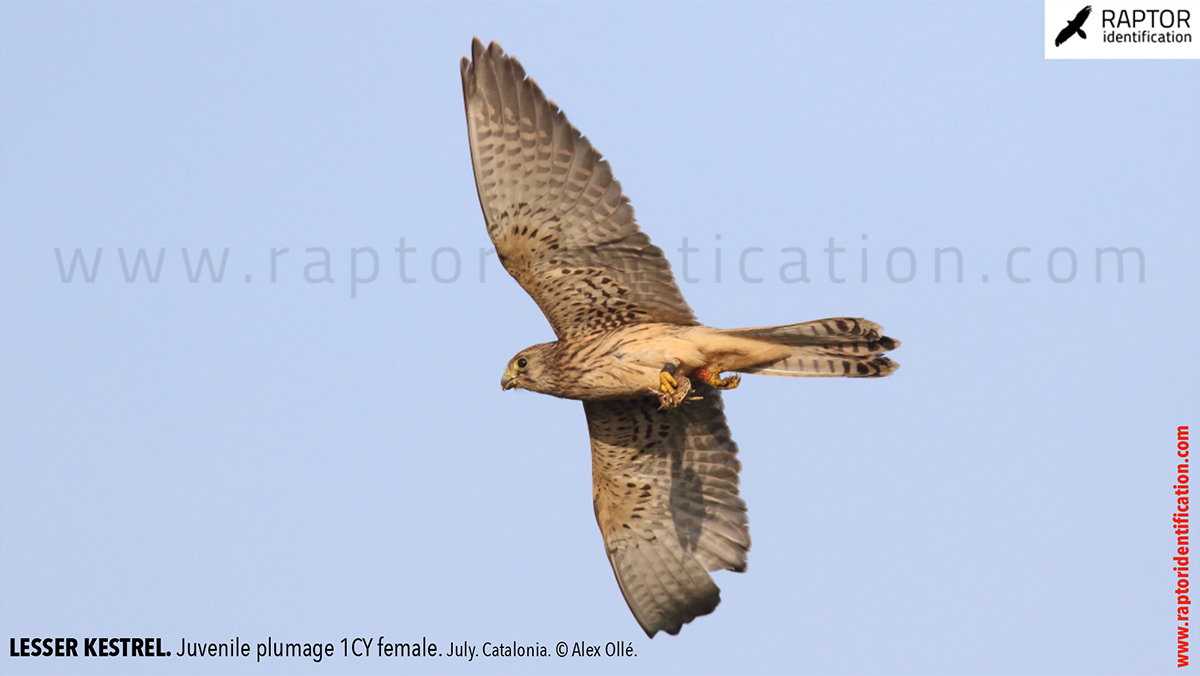 Lesser-Kestrel-Juvenile-plumage-identification