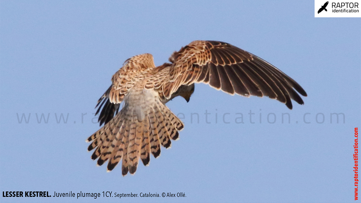 Lesser-Kestrel-Juvenile-plumage-identification