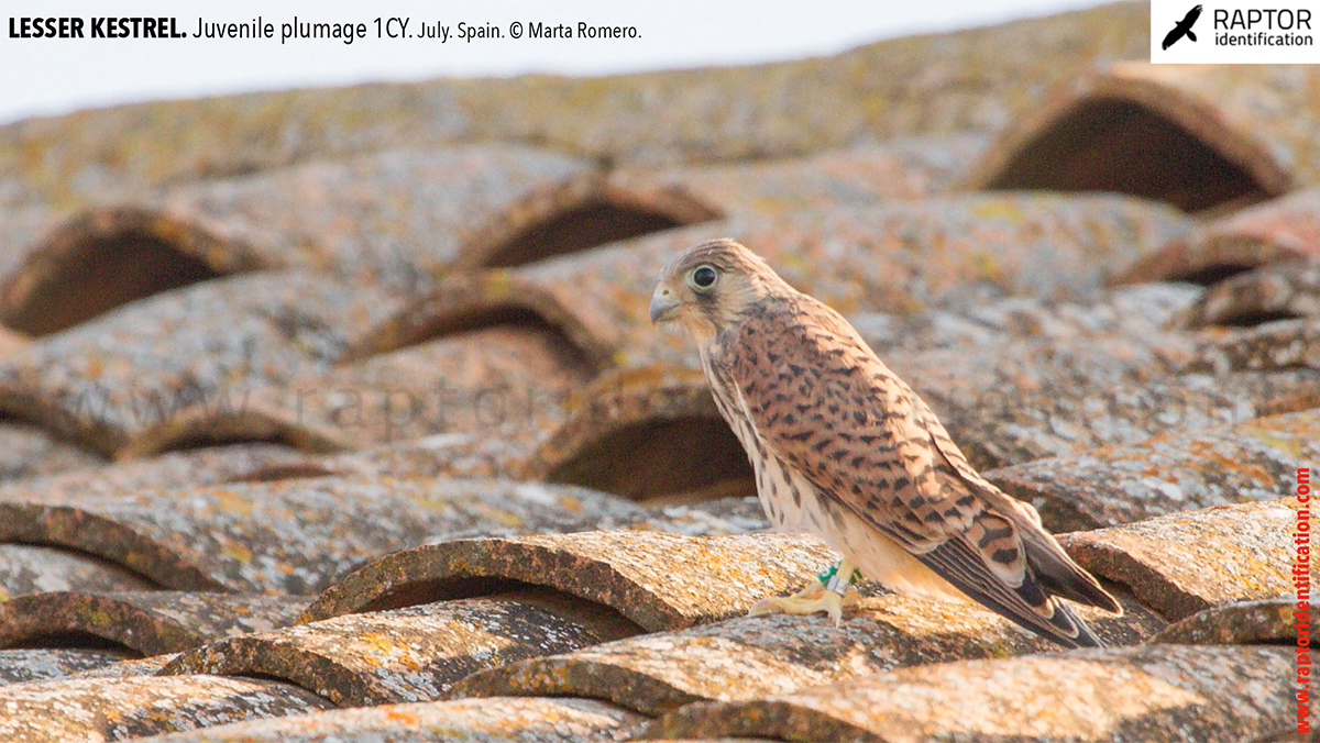 Lesser-Kestrel-Juvenile-plumage-identification