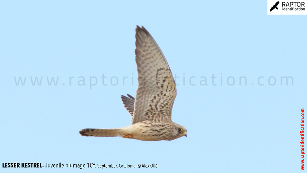 Lesser-Kestrel-Juvenile-plumage-identification